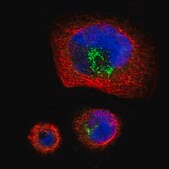 Anti-PTPRF antibody produced in rabbit Prestige Antibodies® Powered by Atlas Antibodies, affinity isolated antibody, buffered aqueous glycerol solution