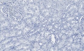 Anti-Bad Antibody, clone 1K19-H2 ZooMAb® Rabbit Monoclonal recombinant, expressed in HEK 293 cells