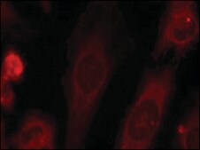 Anti-phospho-EIF2S1 (pSer51) antibody produced in rabbit affinity isolated antibody