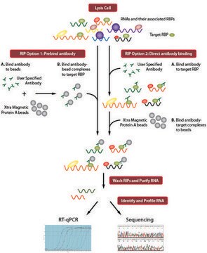 Imprint&#174; RNA Immunoprecipitation Kit High-capacity Protein A magnetic beads for successful RNA Immunoprecipitation,suitable for use with mRNA and microRNA