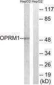 Anti-OPRM1 antibody produced in rabbit affinity isolated antibody