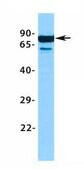 Anti-PIAS2 (AB2) antibody produced in rabbit IgG fraction of antiserum