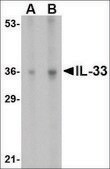 Anti-IL-33 antibody produced in rabbit affinity isolated antibody, buffered aqueous solution