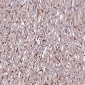 Anti-TAZ antibody produced in rabbit Prestige Antibodies® Powered by Atlas Antibodies, affinity isolated antibody, buffered aqueous glycerol solution