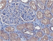 Anti-Thrombomodulin Antibody, clone 273-34A clone 273-34A, from rat
