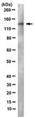 Anti-DNA polymerase delta p125 Antibody, clone 11E10.1 clone 11E10.1, from mouse