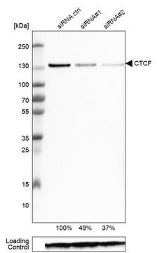 Monoclonal Anti-CTCF antibody produced in mouse Prestige Antibodies® Powered by Atlas Antibodies, clone CL0304, purified immunoglobulin, buffered aqueous glycerol solution