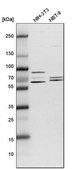 Anti-TCP1 antibody produced in rabbit Prestige Antibodies® Powered by Atlas Antibodies, affinity isolated antibody, buffered aqueous glycerol solution, ab1