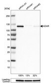 Anti-ADAR antibody produced in rabbit Prestige Antibodies® Powered by Atlas Antibodies, affinity isolated antibody, buffered aqueous glycerol solution
