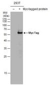 单克隆抗-Myc 标签 小鼠抗 clone GT0002, affinity isolated antibody