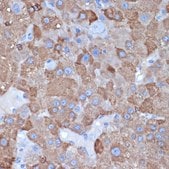 Anti-ALDH1L1 antibody produced in rabbit