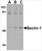 Anti-Beclin-1 (ab1) antibody produced in rabbit affinity isolated antibody, buffered aqueous solution