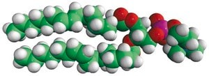 16:1 (Δ9-Cis) PC 1,2-dipalmitoleoyl-sn-glycero-3-phosphocholine, chloroform