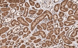 Anti-HSP60 Antibody, clone 1N3, ZooMAb® Rabbit Monoclonal recombinant, expressed in HEK 293 cells