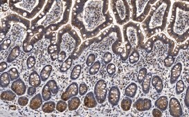 Anti-Gab1 Antibody, clone 4B20, ZooMAb® Rabbit Monoclonal recombinant, expressed in HEK 293 cells