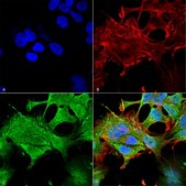 Monoclonal Anti-Glun2A/Nr2A antibody produced in mouse clone S327A-38, purified immunoglobulin