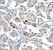 Anti-ATF6 (ab1) antibody produced in rabbit affinity isolated antibody, buffered aqueous solution