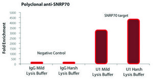 Imprint® RNA免疫沉淀试剂盒 High-capacity Protein A magnetic beads for successful RNA Immunoprecipitation,suitable for use with mRNA and microRNA