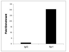 ChIPAb+ Sp1 - ChIP Validated Antibody and Primer Set from rabbit