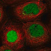 Anti-ITCH antibody produced in rabbit Prestige Antibodies® Powered by Atlas Antibodies, affinity isolated antibody