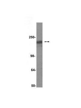 抗-CFTR抗体，克隆M3A7 clone M3A7, Upstate&#174;, from mouse