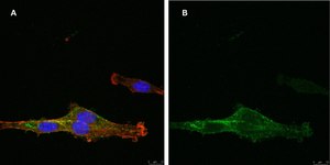 抗-NG2抗体，克隆1L2，ZooMAb®兔单克隆抗体 recombinant, expressed in HEK 293 cells
