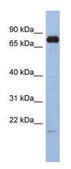 Anti-SIM1 (N-terminal) antibody produced in rabbit affinity isolated antibody