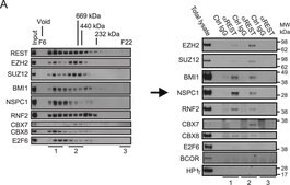 抗-REST抗体 Upstate®, from rabbit