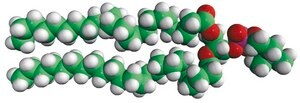 24:0 PC 1,2-dilignoceroyl-sn-glycero-3-phosphocholine, chloroform