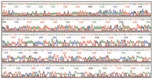 PhasePrep™ BAC DNA Kit Scalable method for isolating large-molecular weight plasmids