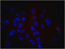 抗人核抗体，克隆235-1，生物素结合物 clone 235-1, from mouse, biotin conjugate