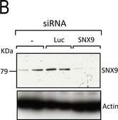 Anti-β-Actin−Peroxidase antibody, Mouse monoclonal clone AC-15, purified from hybridoma cell culture