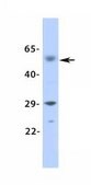 Anti-KCNN2 antibody produced in rabbit affinity isolated antibody