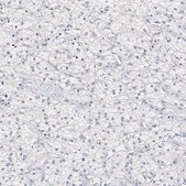 Monoclonal Anti-NANOG antibody produced in mouse Prestige Antibodies® Powered by Atlas Antibodies, clone CL5810, purified immunoglobulin, buffered aqueous glycerol solution