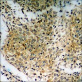 Anti-phospho-NFAT3 (pSer676) antibody produced in rabbit affinity isolated antibody