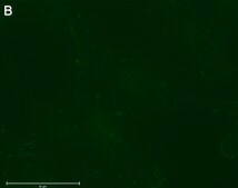 Anti-p-Paxillin-Tyr118 Antibody, clone 1E19 ZooMAb® Rabbit Monoclonal recombinant, expressed in HEK 293 cells