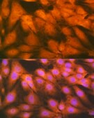 Anti-HSPA2 Antibody, clone 5C9X0, Rabbit Monoclonal