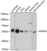 Anti-PHGDH antibody produced in rabbit