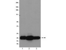 Anti-Ras Antibody, (K-, H-, N-), clone 9A11.2 clone 9A11.2, Upstate®, from mouse