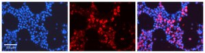 Anti-TUBB2A antibody produced in rabbit affinity isolated antibody