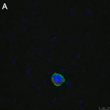 Anti-LILRB4 Antibody, clone 1H12 ZooMAb&#174; Rabbit Monoclonal recombinant, expressed in HEK 293 cells