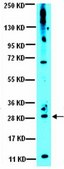 Anti-VEGF Antibody from rabbit, purified by affinity chromatography