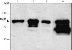 Monoclonal Anti-FMR1 antibody produced in mouse clone FMR2.5, hybridoma cell culture supernatant