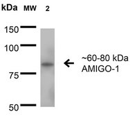Monoclonal Anti-Glua1/Glur1 - Atto 594 antibody produced in mouse clone S355-1, purified immunoglobulin