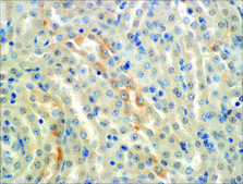 Monoclonal Anti-ENaC alpha-Allophycocyanin antibody produced in mouse clone 2G4