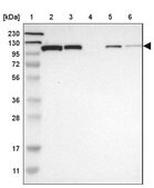 Anti-HSPA4 antibody produced in rabbit Prestige Antibodies® Powered by Atlas Antibodies, affinity isolated antibody, buffered aqueous glycerol solution