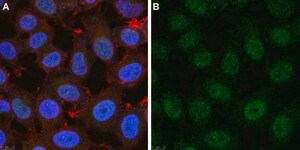 Anti-Twist1 Antibody, clone 4L15 ZooMAb® Rabbit Monoclonal recombinant, expressed in HEK 293 cells
