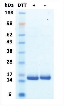IL-2 人 recombinant, expressed in HEK 293 cells, &#8805;95% (SDS-PAGE)