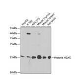 Anti-Histone H2AX antibody produced in rabbit