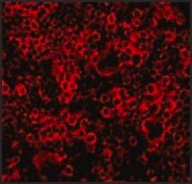 Anti-Caspase-4 antibody produced in rabbit affinity isolated antibody, buffered aqueous solution